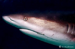 "Hooked but only for a moment" This Caribbean Reef Shark ... by Steven Anderson 